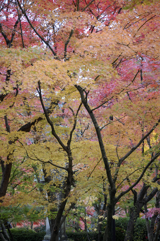 日本京都EikandoZenrinji花园的多彩落叶柔道佛教寺庙可追溯到第853年图片