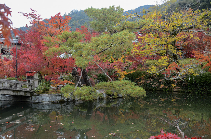 在日本京都的EikandoZenrinji花园中秋色的落叶多彩Eikando是京都享受秋色的最佳地方之一图片