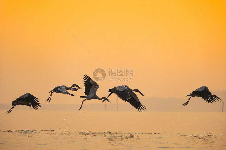 Anstomusoscitans大型鸟在鱼家族亚洲的露天鸟在日落时湖上飞翔图片