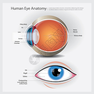 人类眼解剖矢量说明背景图片