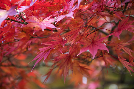日本秋季阳光照耀的树上叶子图片