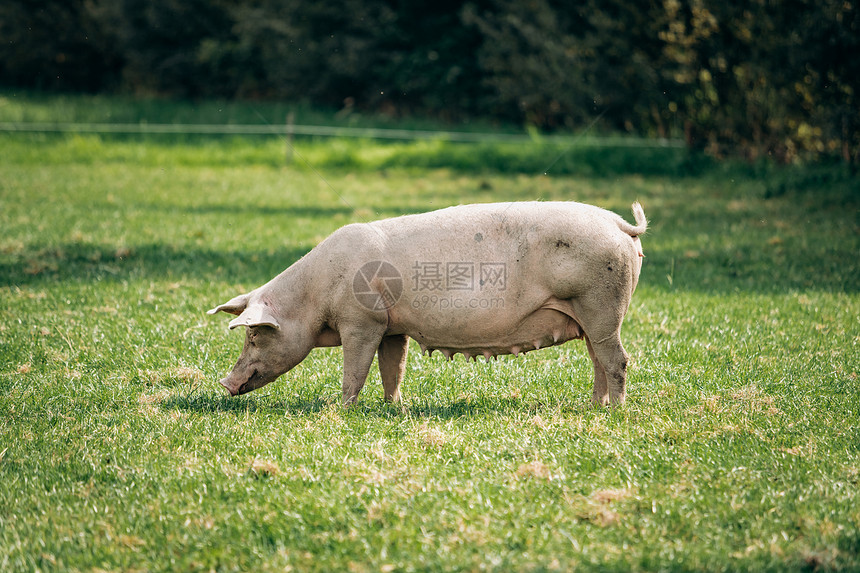 猪在有机肉农场的草地上吃猪肉图片