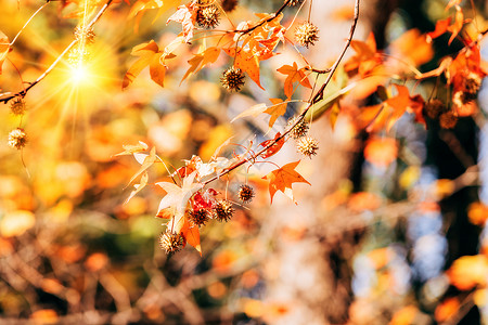 秋天树枝的叶图片