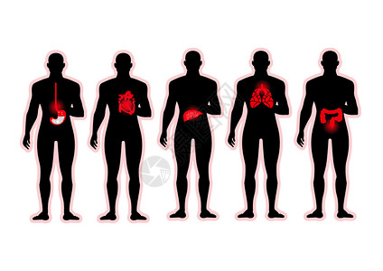 男体内的人器官图片