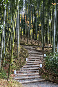 京都寺庙的竹林图片