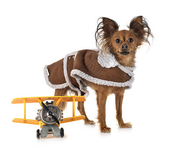一只可爱的小狗旁放着一架玩具飞机图片