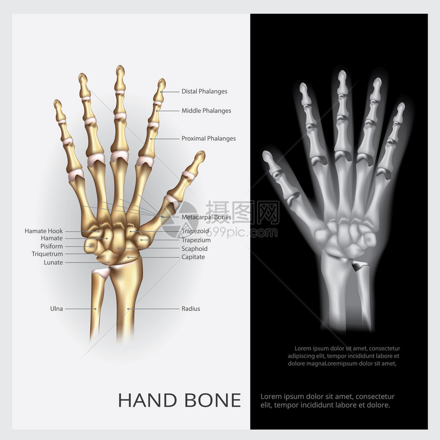 手动骨矢量插图图片
