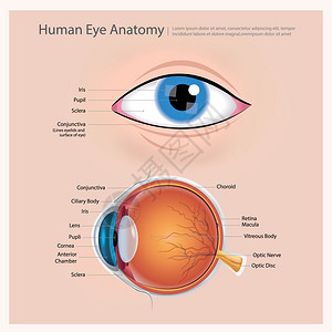 视力保健人类眼球解剖图解插画