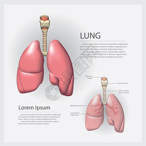 带详细矢量说明的肺图片
