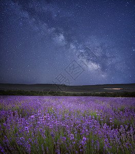 夜色的熏衣草地天空中的星和奶子背景图片