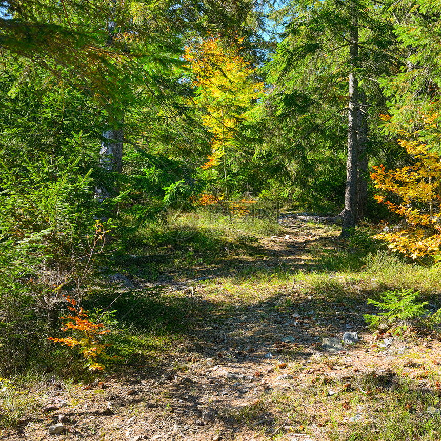 在明亮的秋天森林中隐秘和衰落的树木秋天风景图片