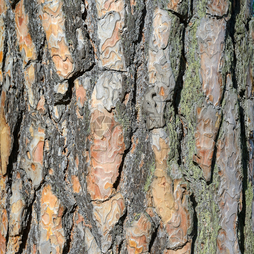 棕松树皮自然背景图片