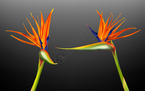 Strelitziareginae天堂鸟或起角花的切合实际矢量说明带有从黑暗背景上隔离的不同视觉角度所分离的橙色和紫花瓣的外来植背景图片