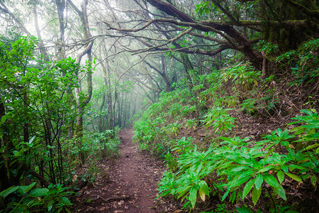 夏日清晨美丽的神秘森林梦幻的雾风景图片