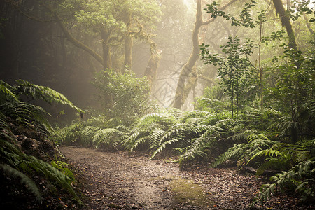 穿过黑暗的森林迷雾地景观图片