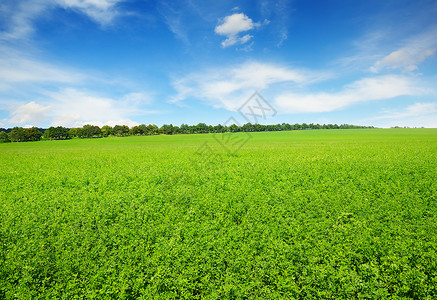 爱尔兰蓝梗新的春花地和蓝天空背景