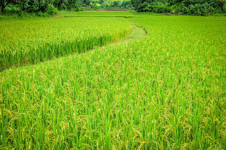 具有步行背景的稻田农业地区树上绿稻田图片