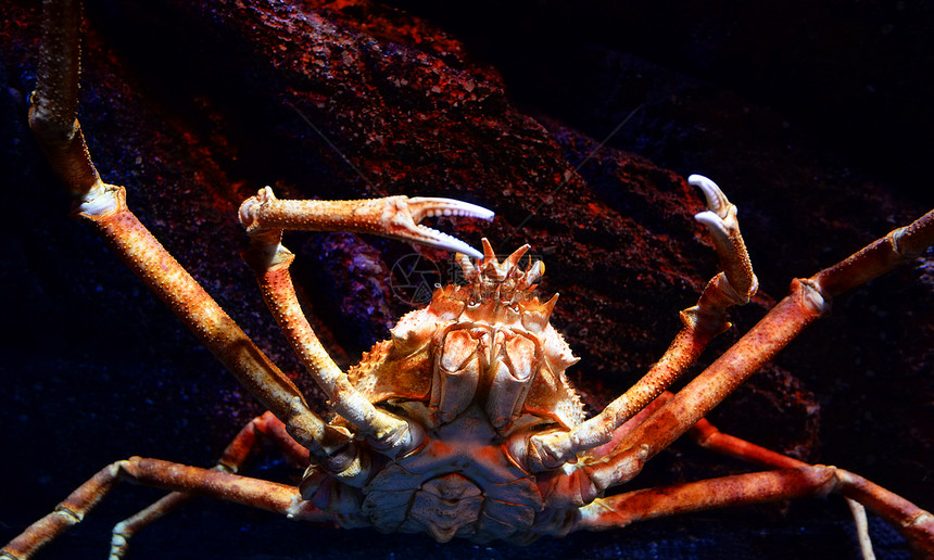 巨型蜘蛛蟹日本巨在水族馆下游泳岩石海洋上的蜘蛛蟹大猩图片