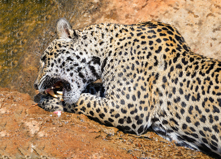 捕猎食物的美洲豹坐在岩石美洲豹在自然野生动物公园吃生肉美洲豹图片