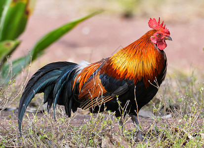 野外自然背景Bantam公鸡高清图片