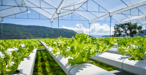 亲子食光字体设计蔬菜水栽系统青春和新鲜蔬菜FrilliceIceberg沙拉种植花园水养农场沙拉种植在绿屋有机食品植物中无土壤农业的水用于健康食背景