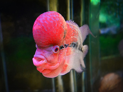 红色条纹鱼雄美丽鱼洛汉奇利达花旗游泳池水下族馆背景