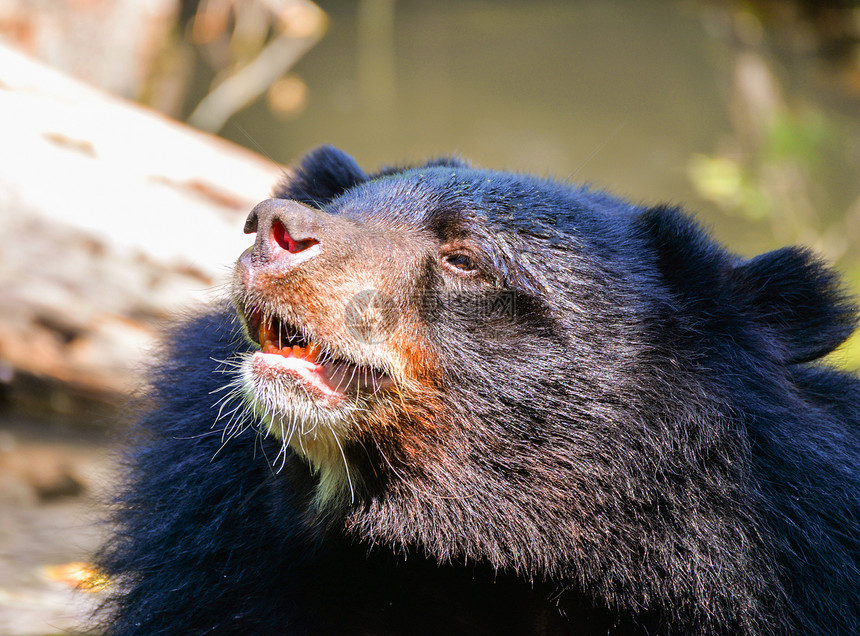 黑熊和胸前五型是白羊毛关闭亚洲黑熊或在夏天放松图片