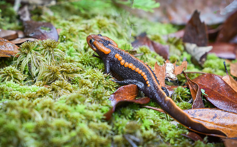 在高山雨林中发现橙色和黑稀有动物其他名称是山地如Tylototritonverrucosus喜马拉雅新山背景图片