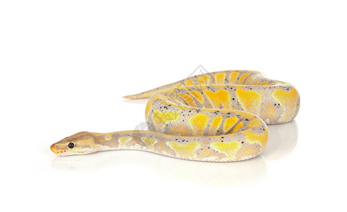 黄色的蛇白色背景面前的ballpython背景