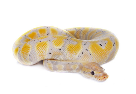 黄色的蛇白色背景面前的ballpython背景