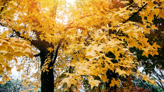 美丽多彩的秋天日本语树上叶子黄色背景