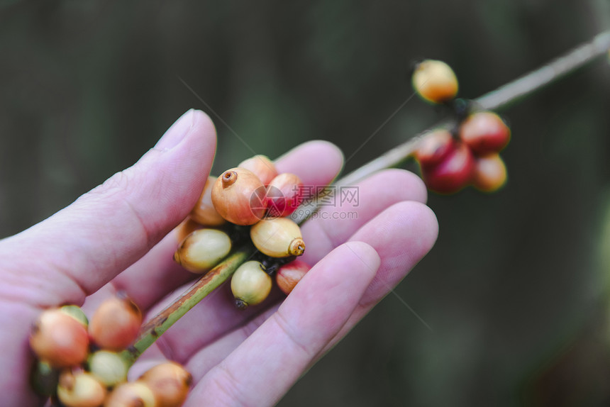 咖啡树上新鲜豆阿拉伯草莓种植图片