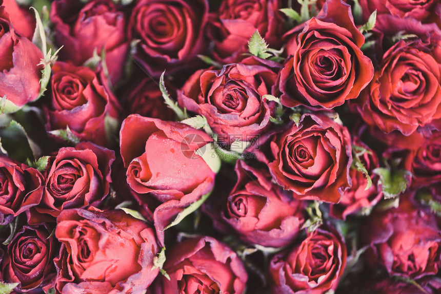 浪漫的爱情使花朵更加美丽图片