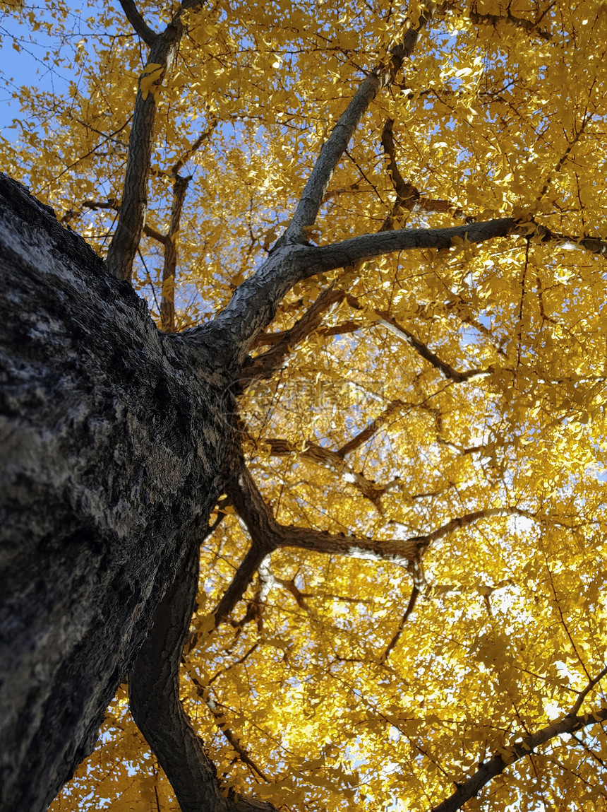 黄假和日本花园的金树秋叶和黄背景图片
