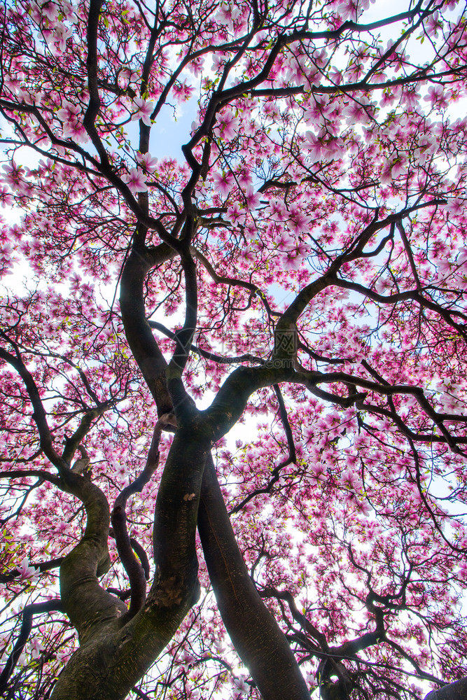 美丽的木兰树在公园春天图片