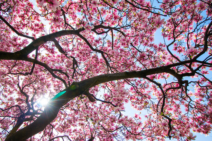 美丽的木兰树在公园春天图片