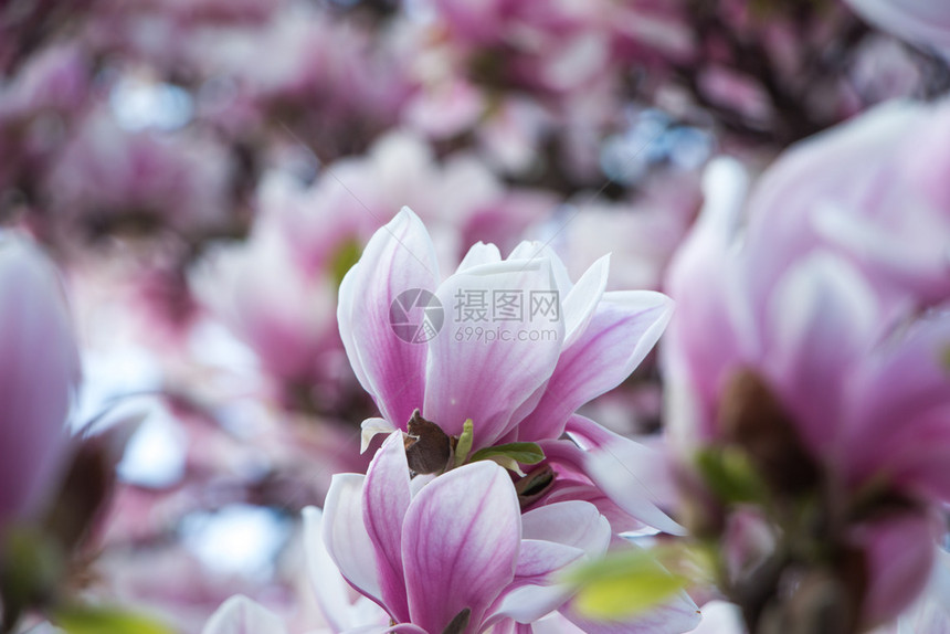 美丽的木兰花在公园春天图片