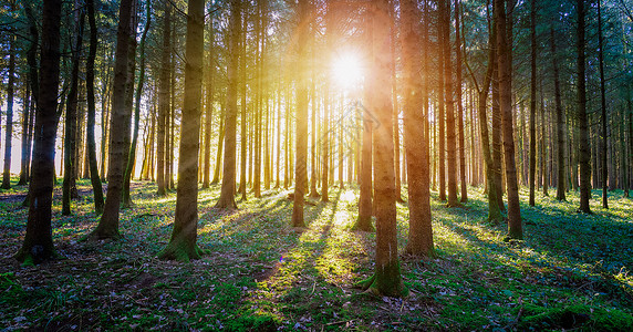 林地的日落和太阳光绿草树干和光明背景图片