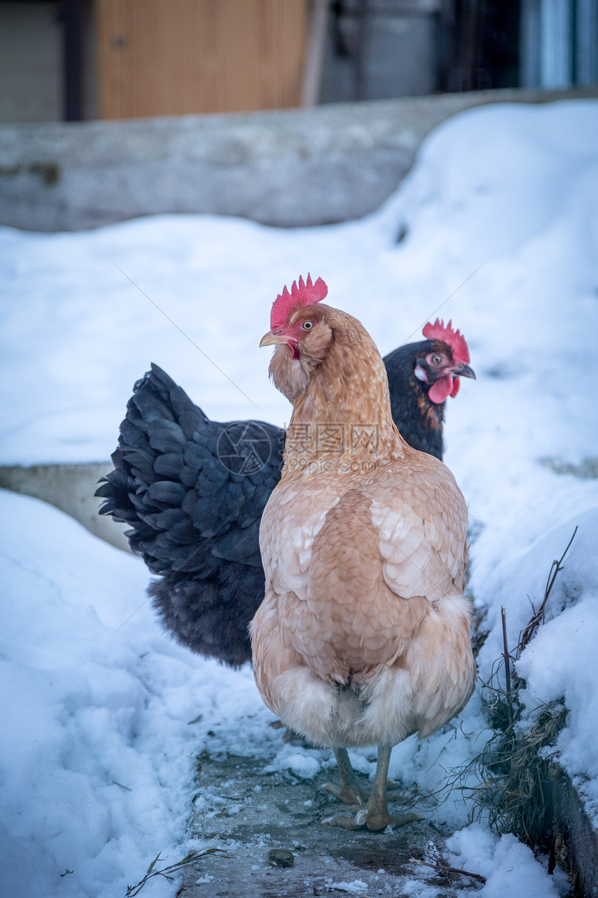 雪地冬天户外鸡群紧贴的图片