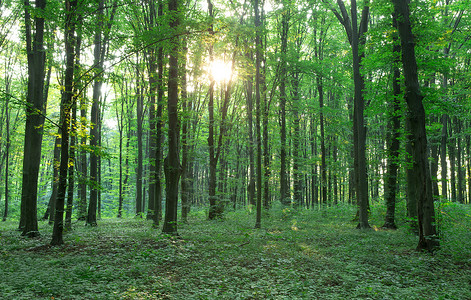 绿色林树天然木阳光背景背景图片