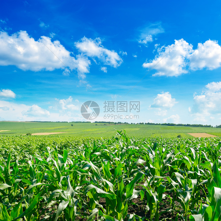 新鲜的玉米田有年轻的植物和明亮蓝天空图片