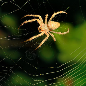 大燕网大棕色蜘蛛在网络上背景
