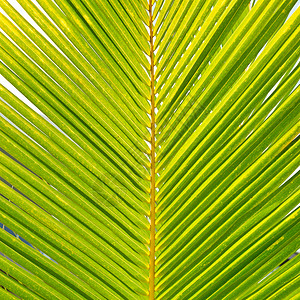 椰子棕榈叶图片