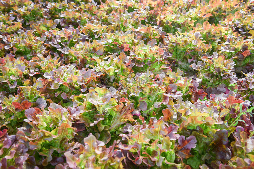 在花园种植的新鲜红橡树生菜沙拉在温室有机蔬菜水养系统没有土壤农业的水上种植栽养的氢农场沙拉植物图片