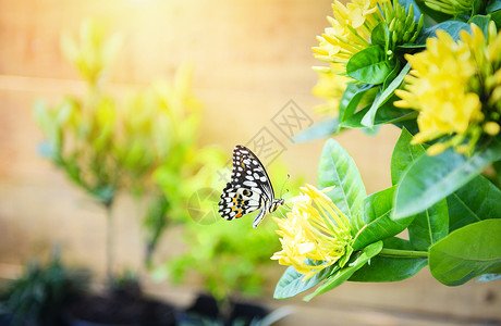 黄花Ixora上常见的老虎蝴蝶有阳光背景昆虫蝴蝶概念图片