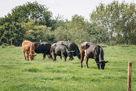 一群牛在绿草地上放牧牛在农场上放牧图片