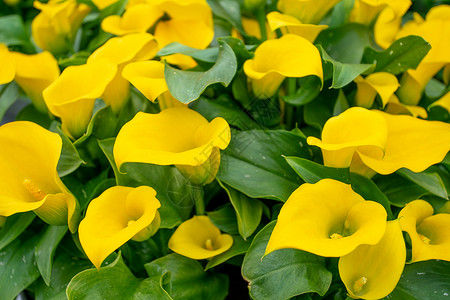 黄色卡拉百合花的布盖背景图片
