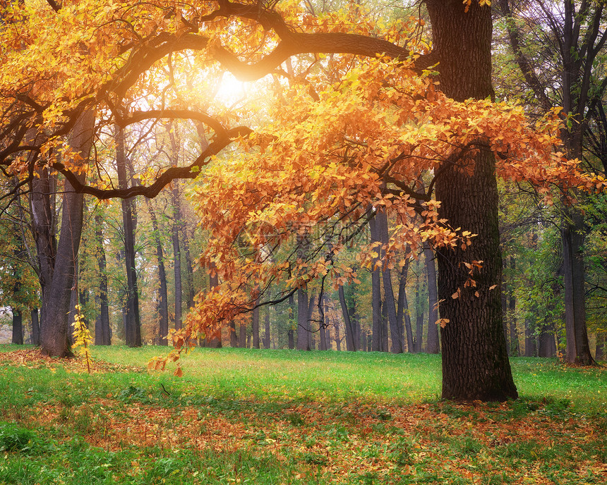 秋树自然的构成图片