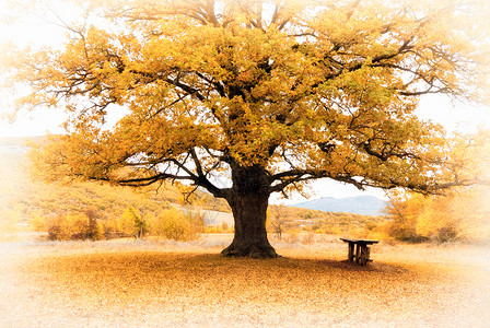 大秋天树自然的构成图片