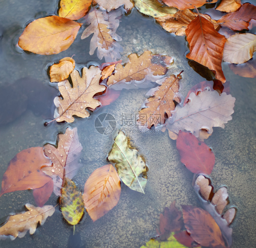 水中的秋叶自然概念构成图片
